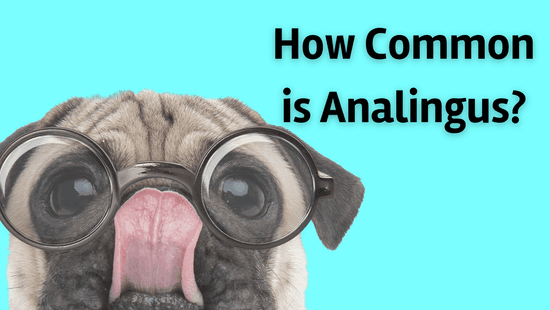 How Common is Analingus? Statistics on Prevalence of Anal Rimming